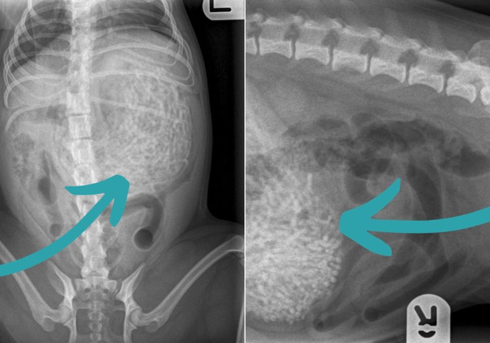 x-ray of dog's stomach