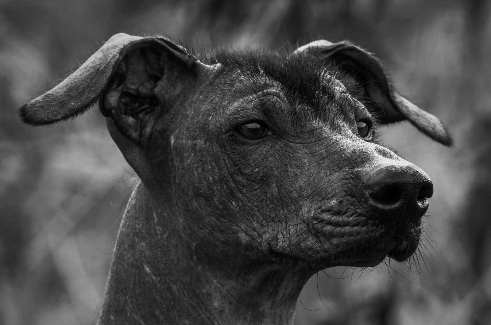 Xoloitzcuintle