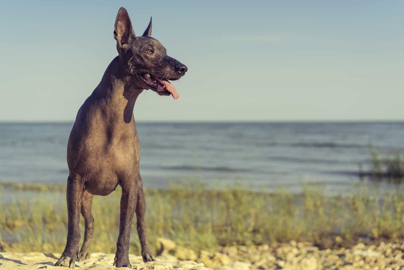 Xoloitzcuintle dog breed