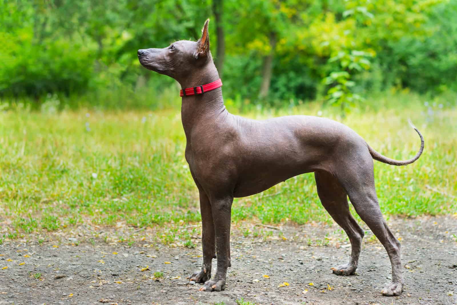 Xoloitzcuintli