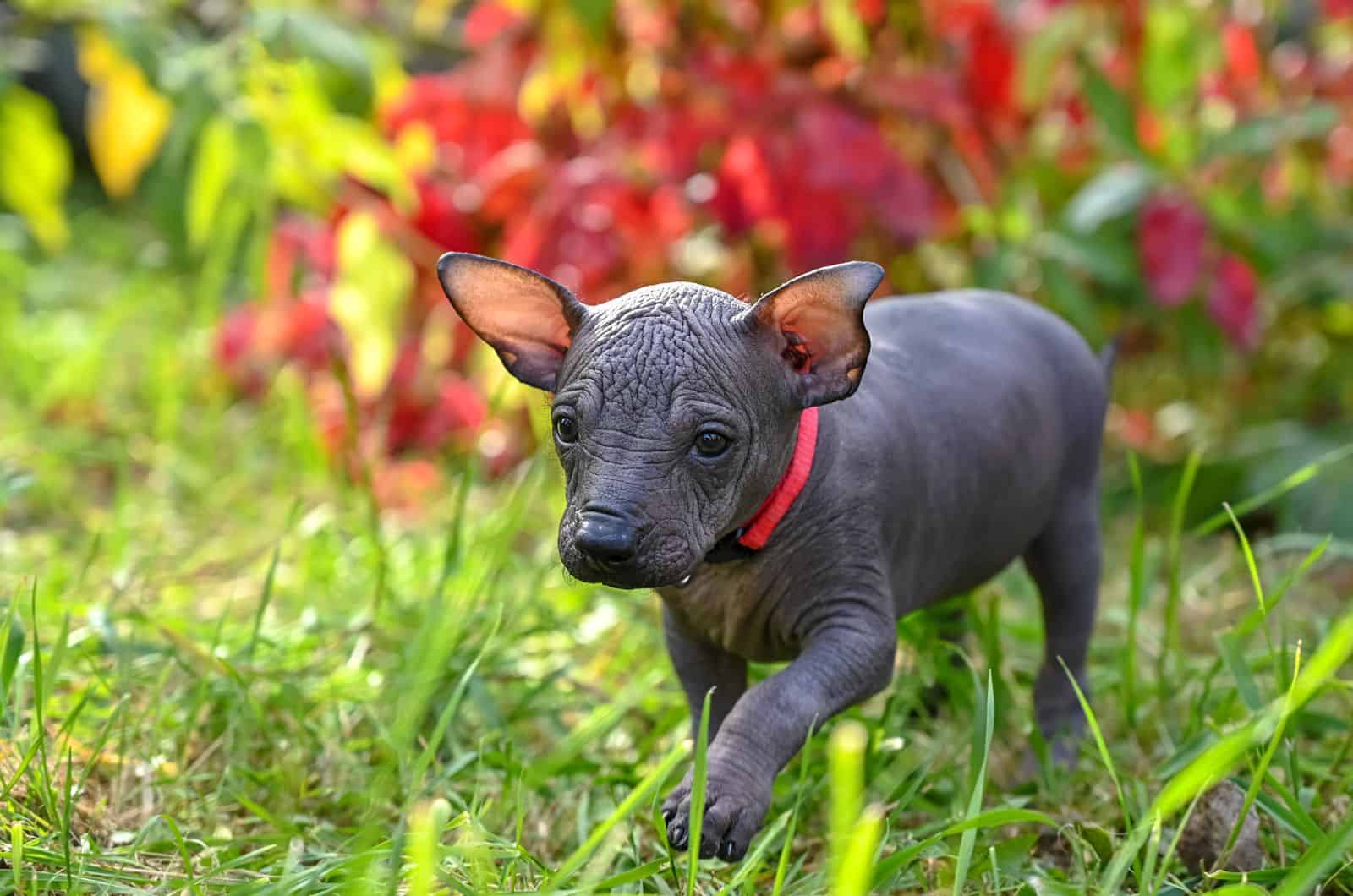 Xoloitzcuintli Cost: How Much Will These Puppies Cost You?