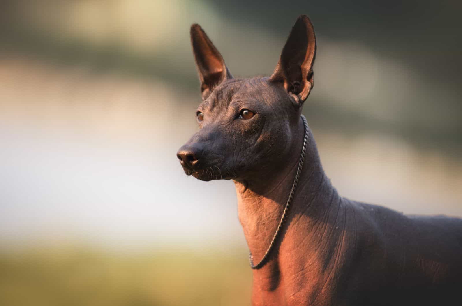 xoloitzcuintli mexican hairless dog in nature