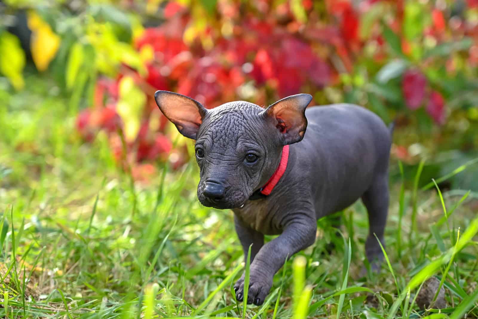 Xoloitzcuintli puppy walking on grass outside