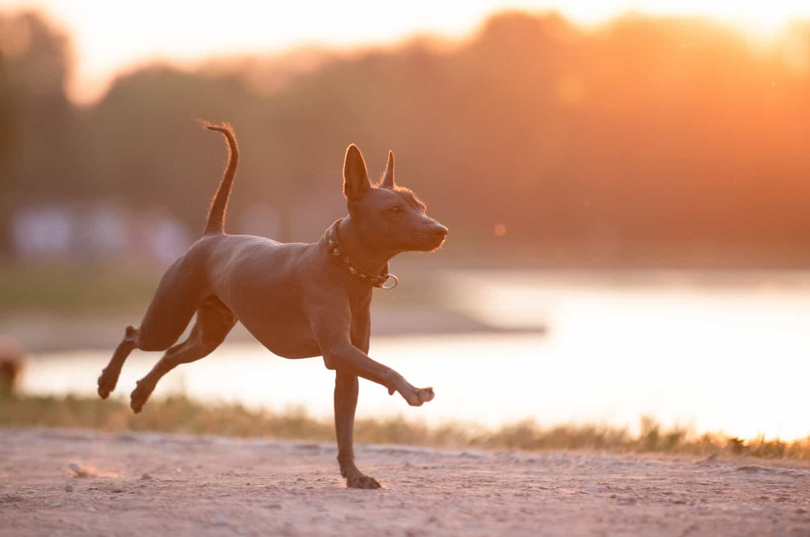 Xoloitzcuintli running outside