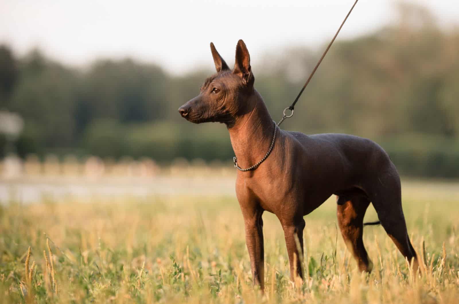 xoloitzcuintli dog on a leash in nature