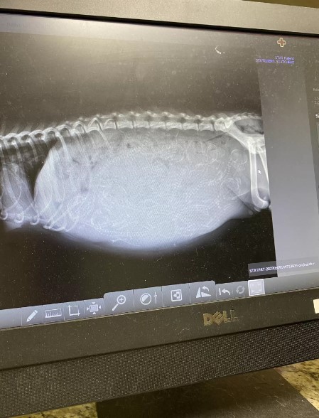 X-ray of the dog's belly