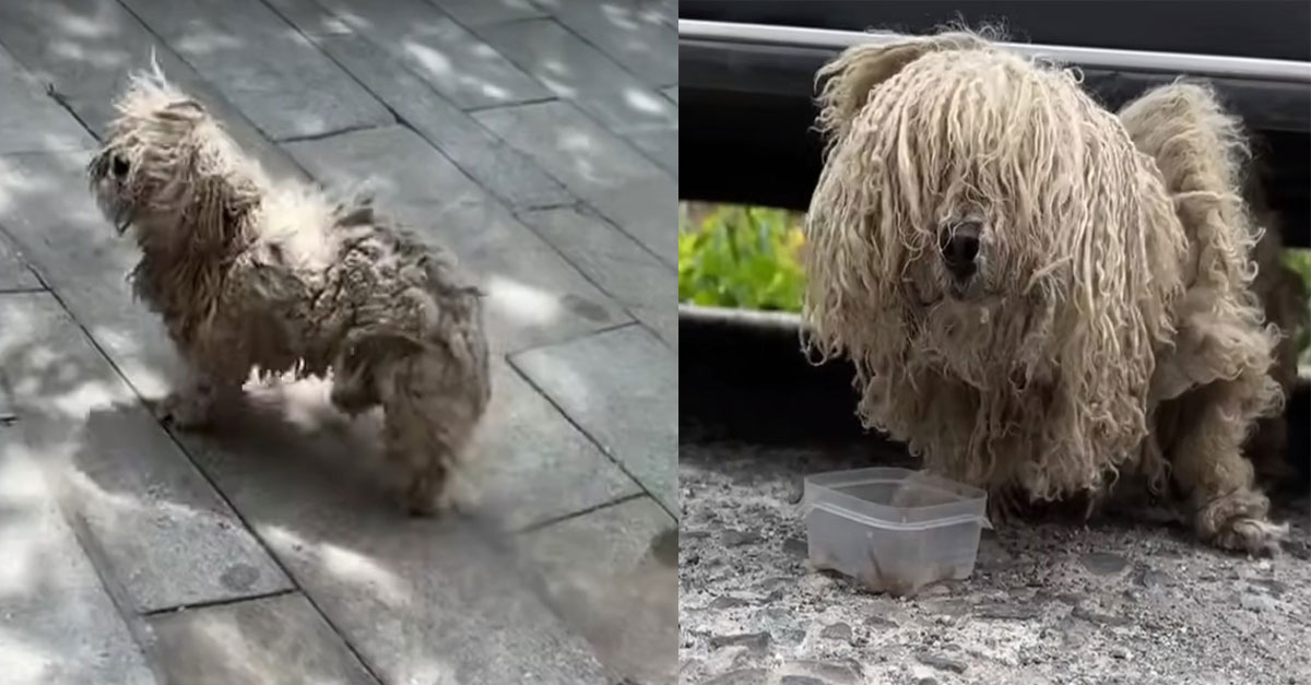 Horribly Matted Dog Was Shaking With Hunger When Good People Found Her Under The Car