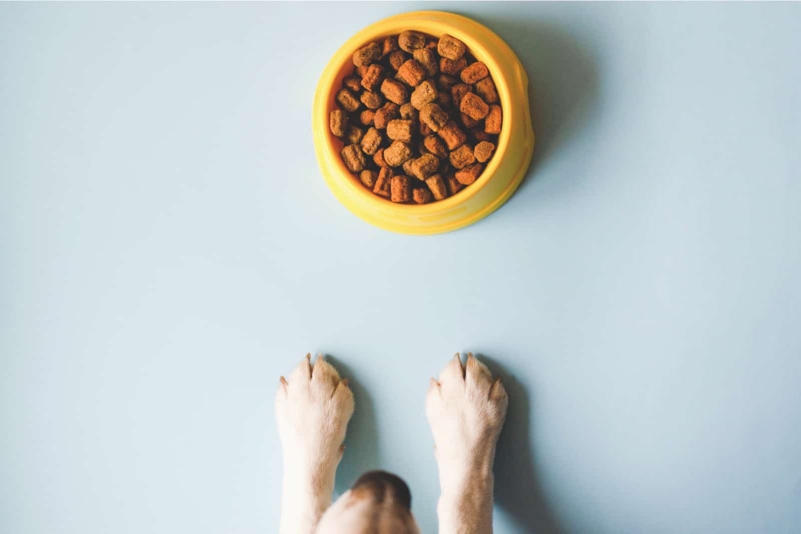 yellow colored bowl with food and paws