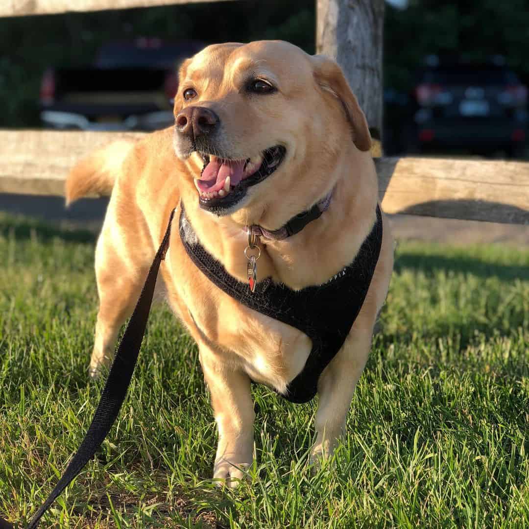 yellow corgidor corgi labrador mix