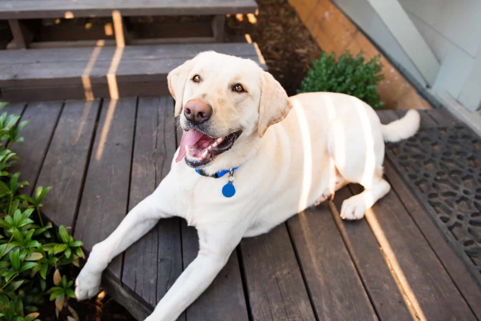 Yellow Labrador Dog Cooling Down in Shade on Hot Summer Day