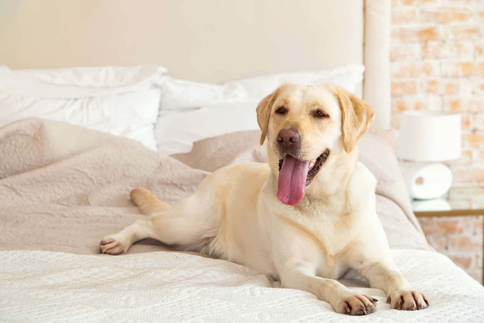 Yellow labrador, retriever lying on the bed