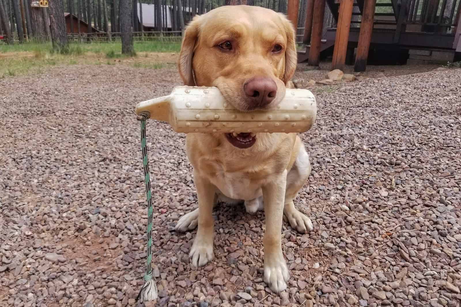 Yellow Labrador Retriever with a training dummy