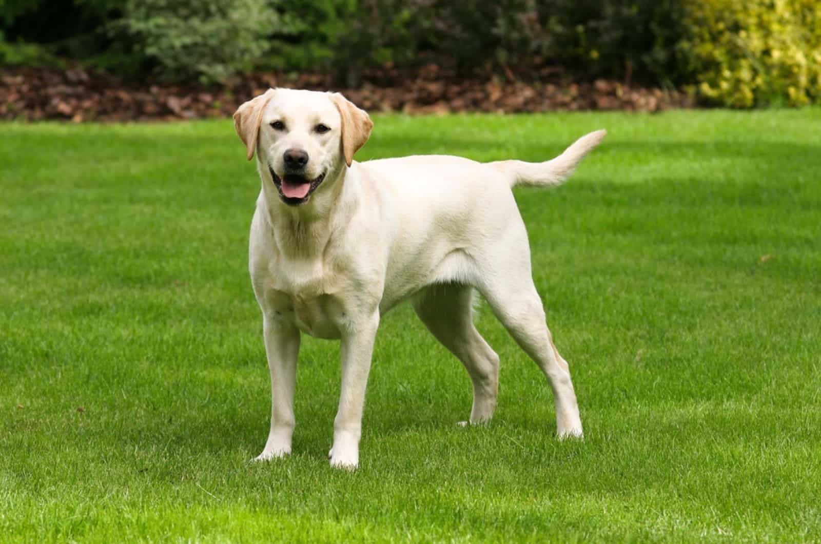 yellow labrador retriever standing on the lawn