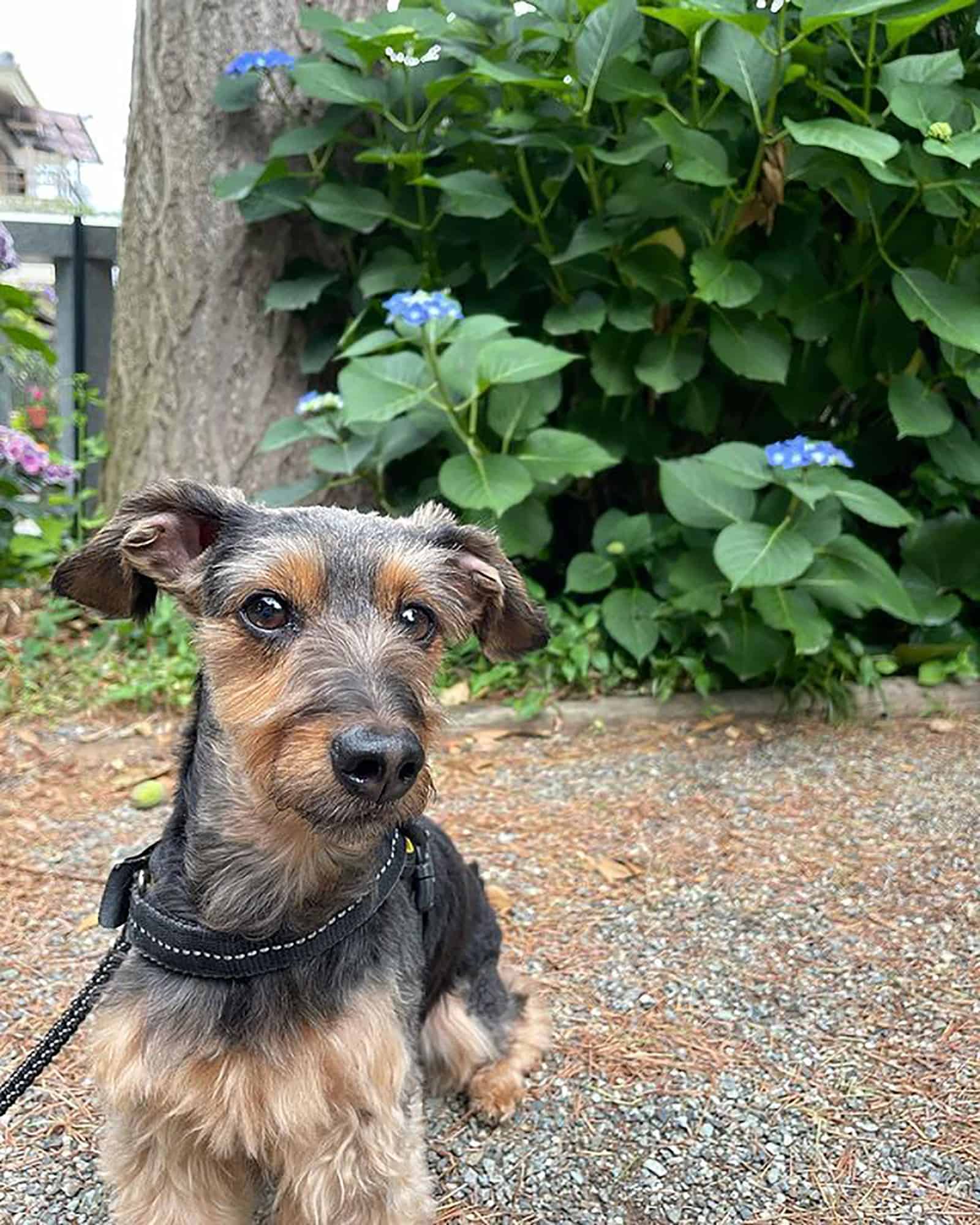 yorkie and doxie mix in the park