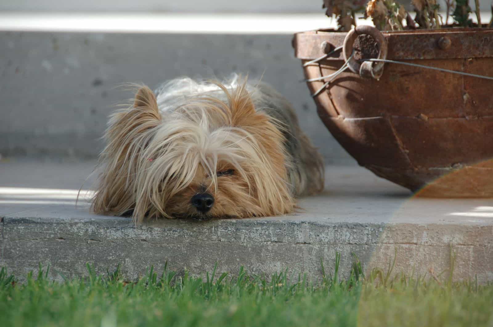 Yorkie lying on floor