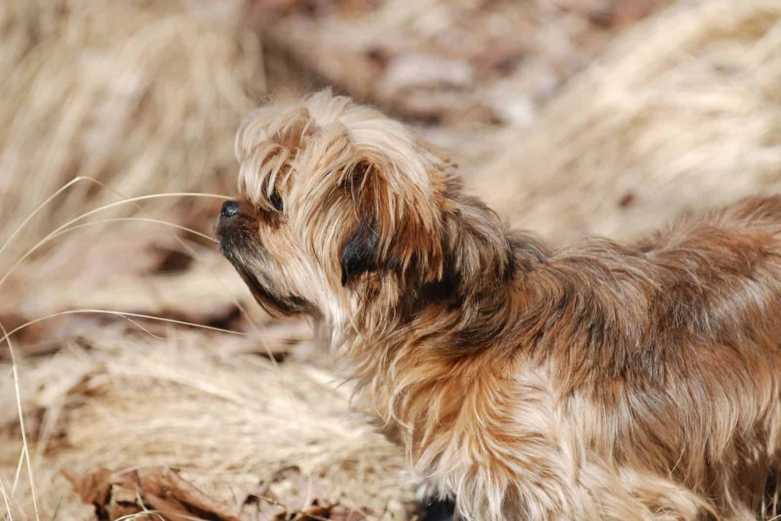 yorkie poo standing outdoors in the dry grassland