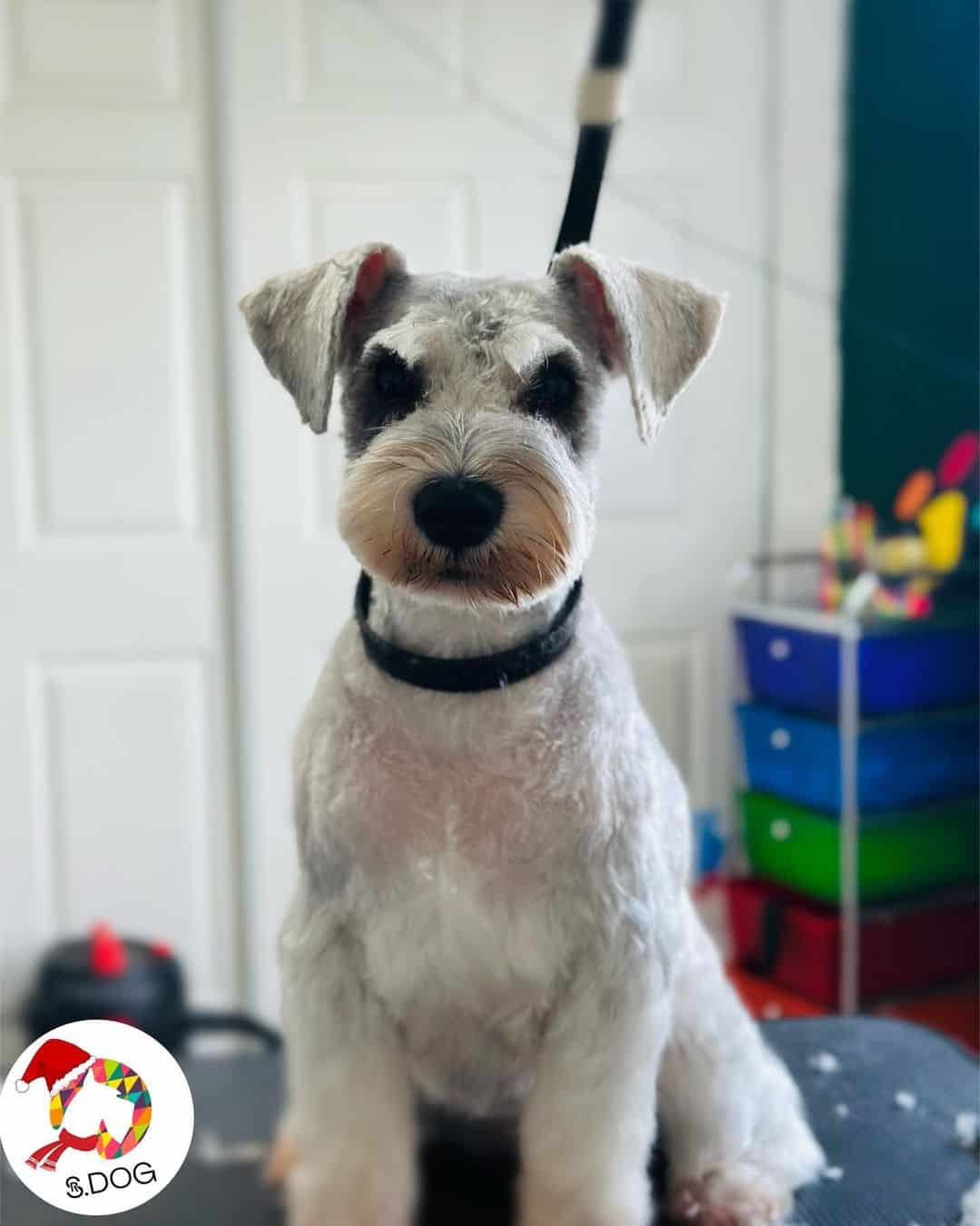 yorkie poo with schnauzer cut