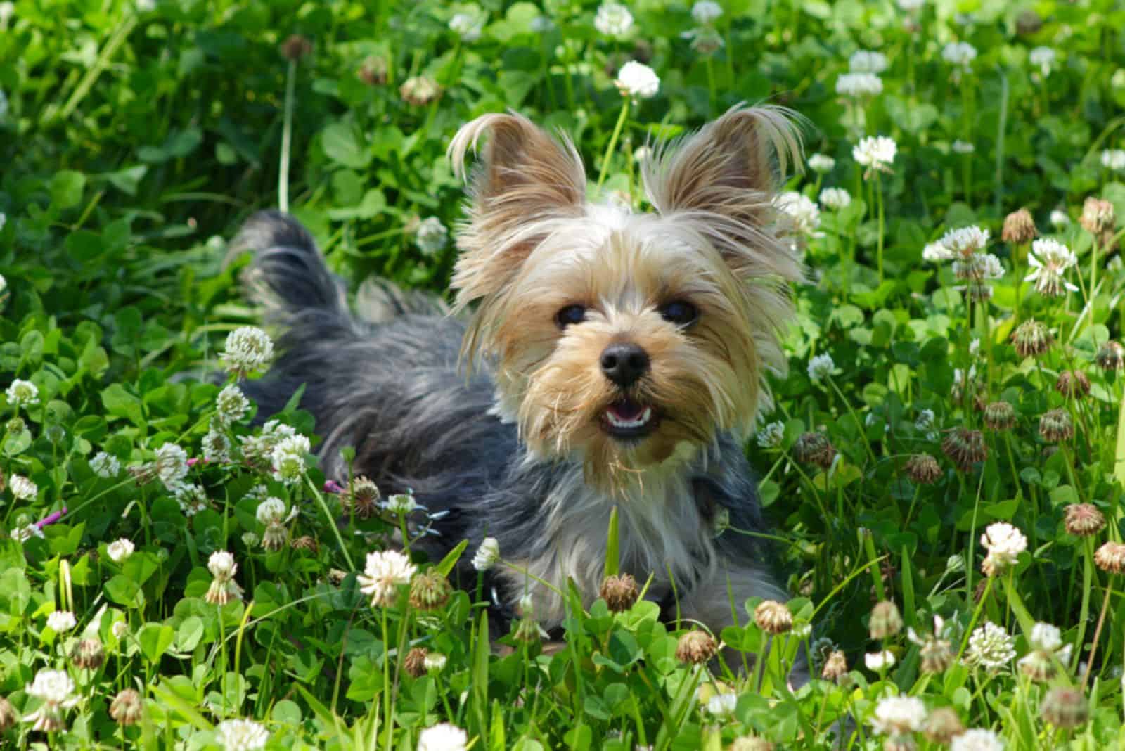 Yorkie puppy dog laying in the clover field