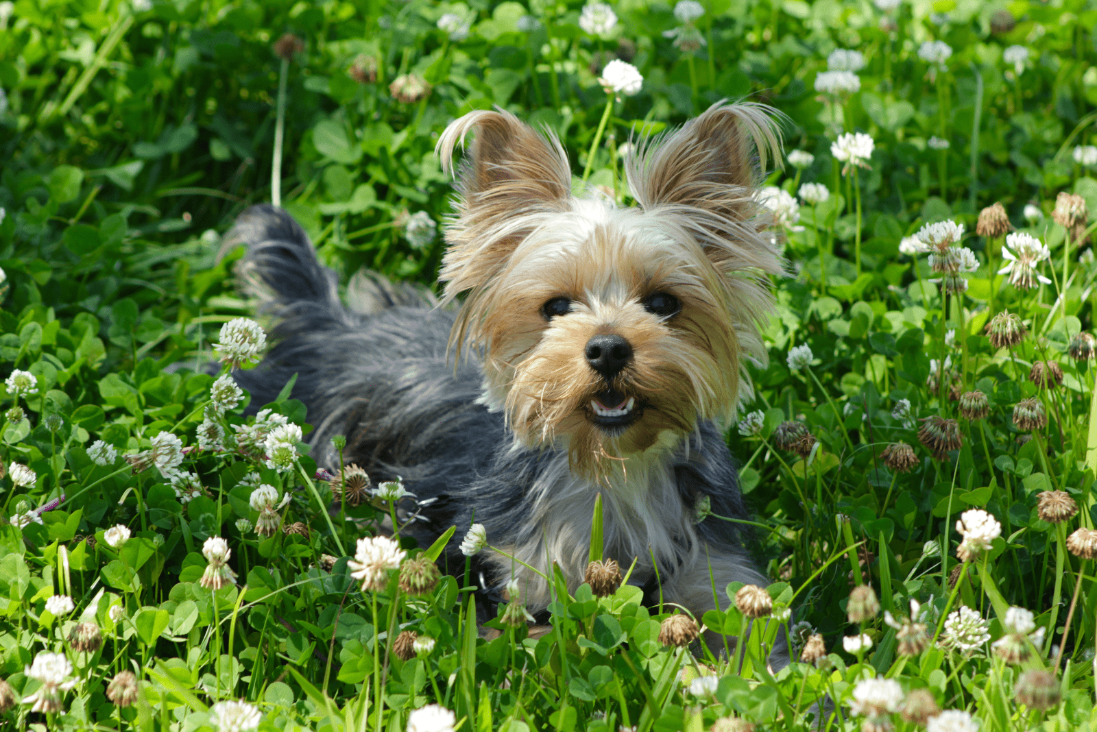 yorkie puppy lies on the grass