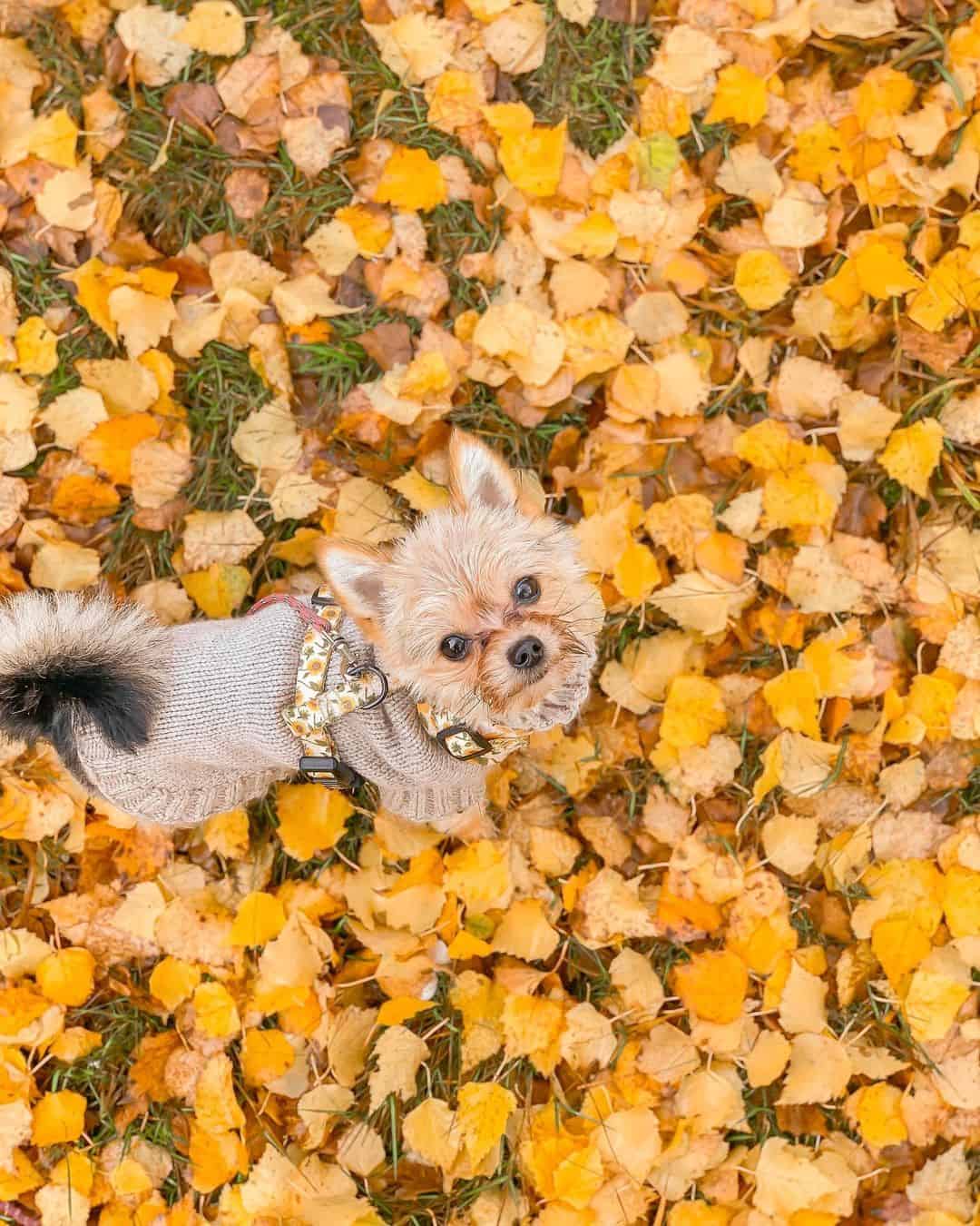 yorkiepom among leaves