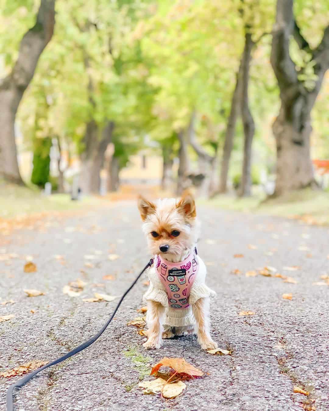 yorkiepom in a park