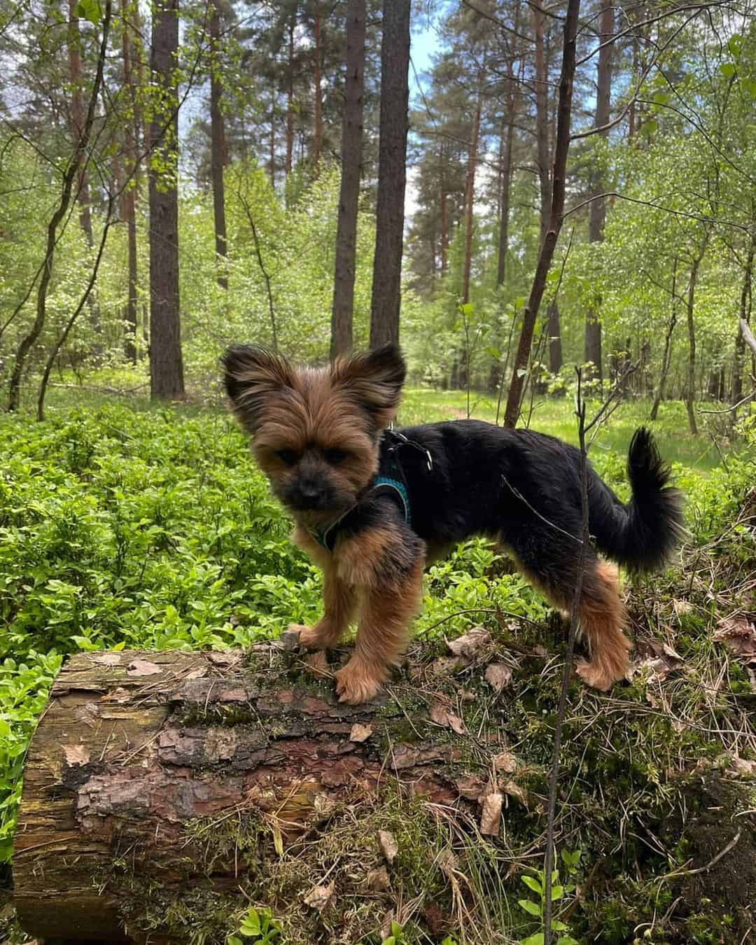 yorkiepom in nature