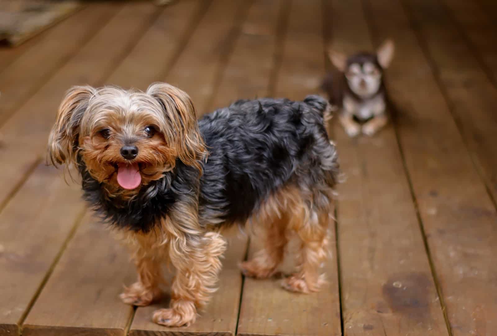 yorkiepoo puppy on the porch