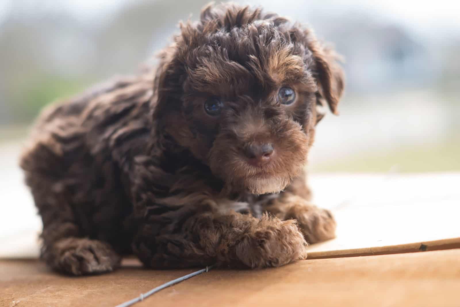 yorkiepoo puppy sitting on a wooden box