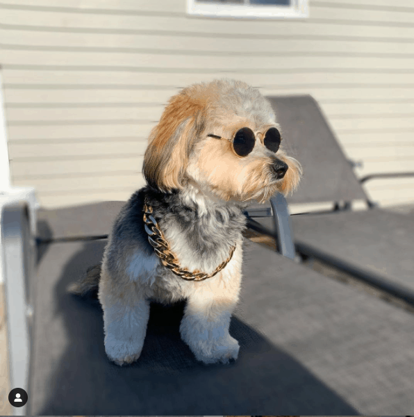 Yorkiepoo with sunglasses