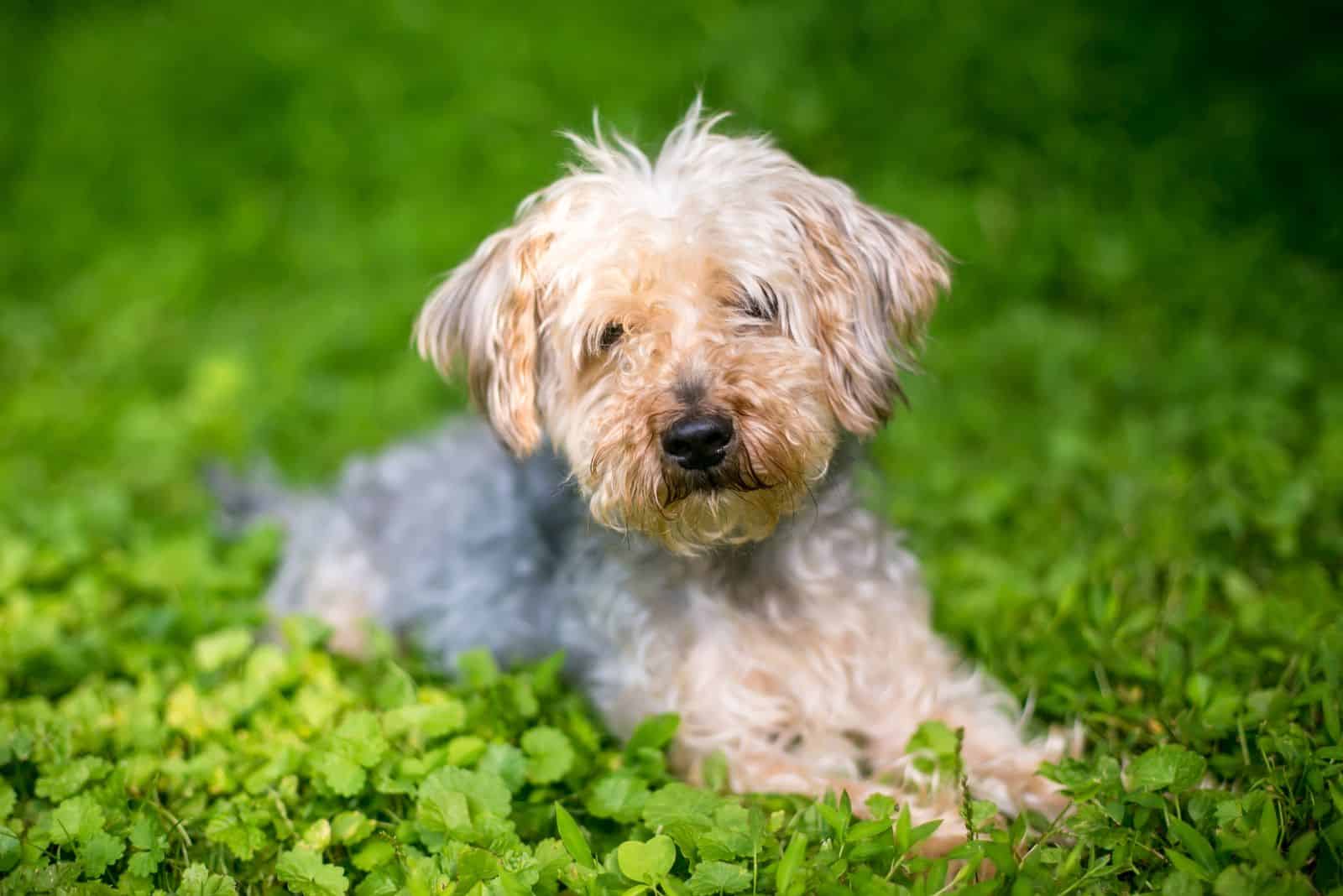 Yorkipoo