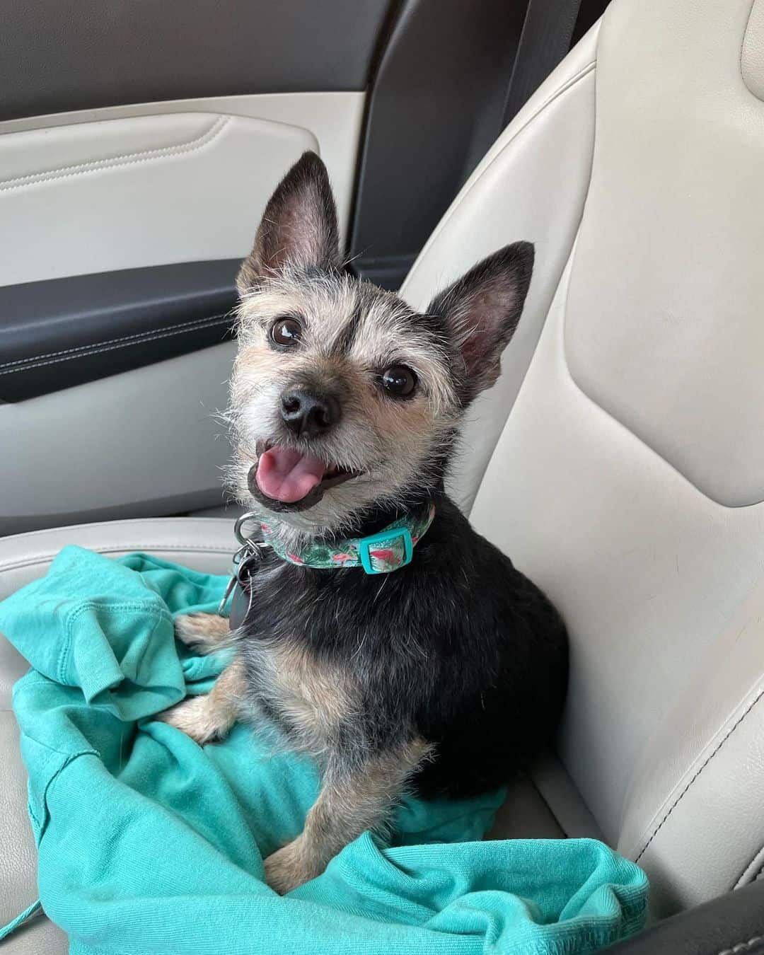 yorkshire rat terrier mix