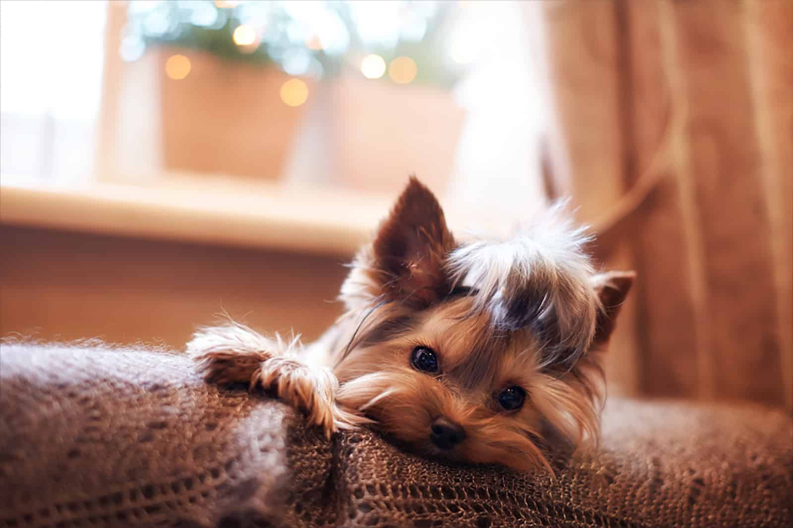 yorkshire terrier lying on rug