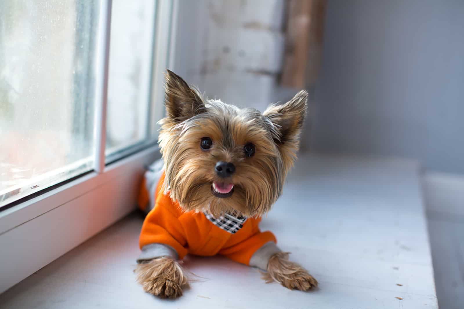 yorkshire terrier lying on the windowsill