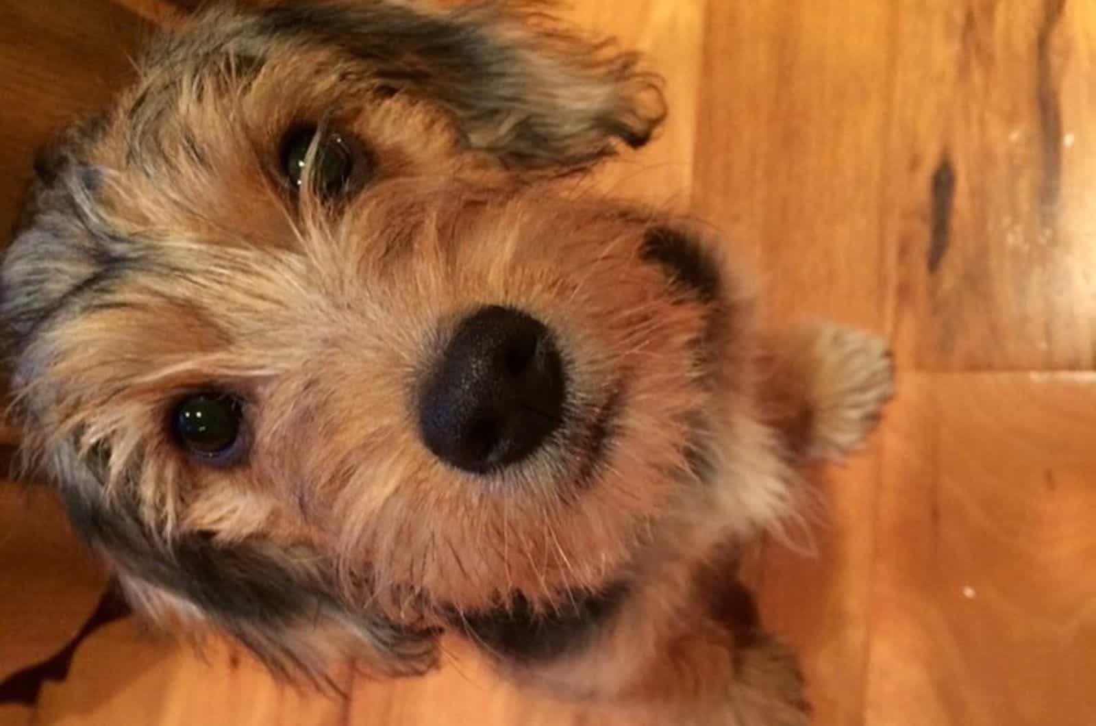 yorkshire terrier beagle mix sitting indoors