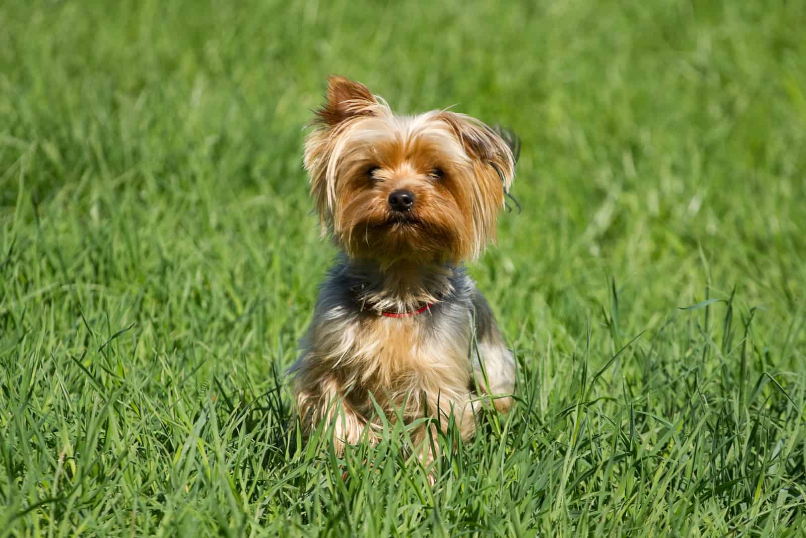 Yorkshire Terrier Dog on the green grass