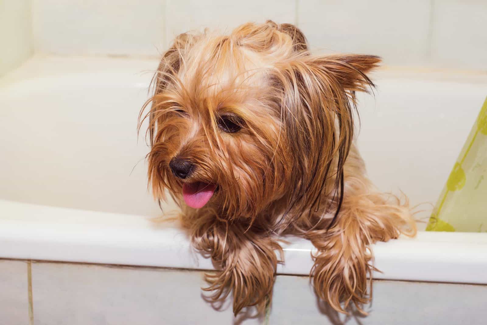 Yorkshire Terrier is standing in a white bathtub