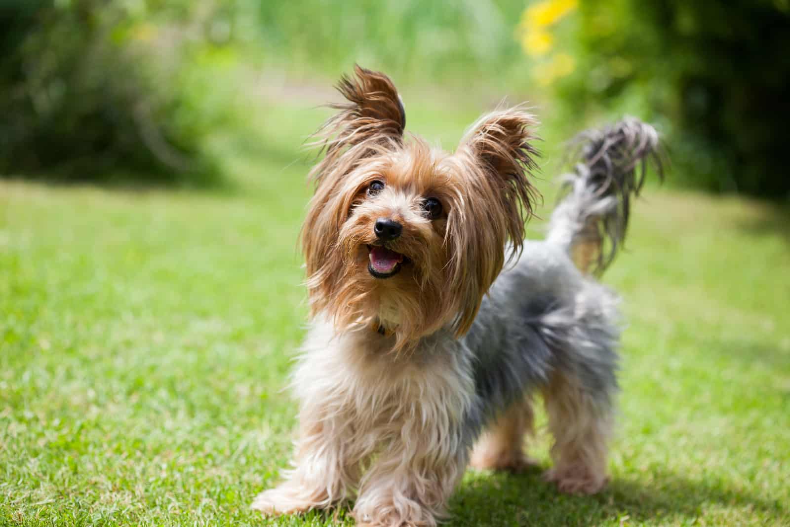 Yorkshire terrier playing in the park on the grass