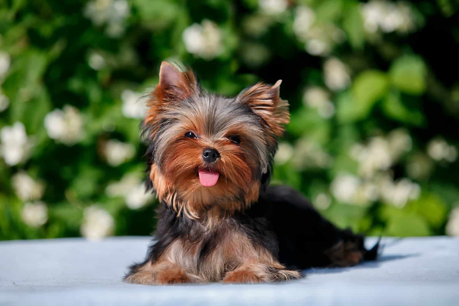 yorkshire terrier puppy lying down in the garden