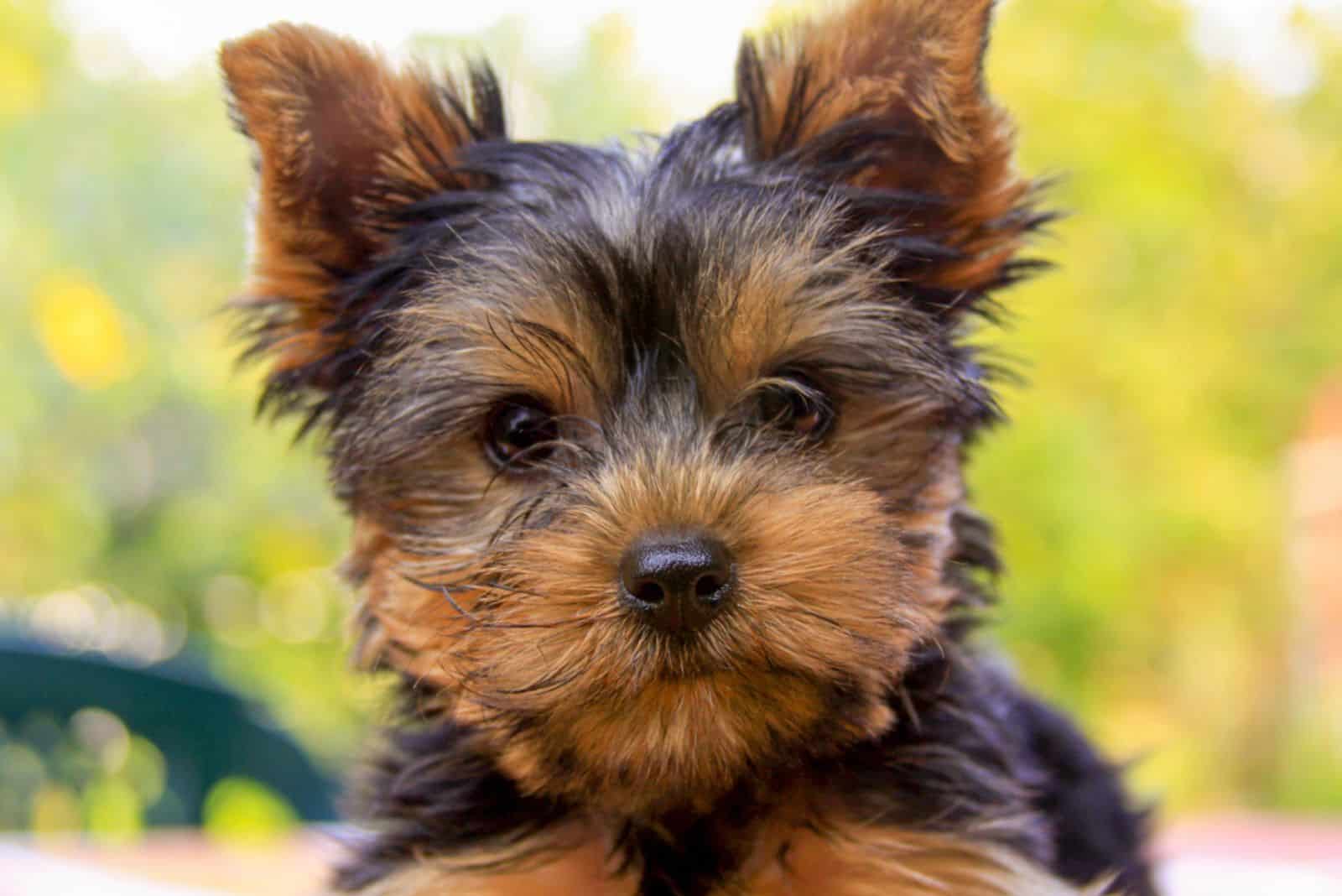 Yorkshire terrier puppy outside