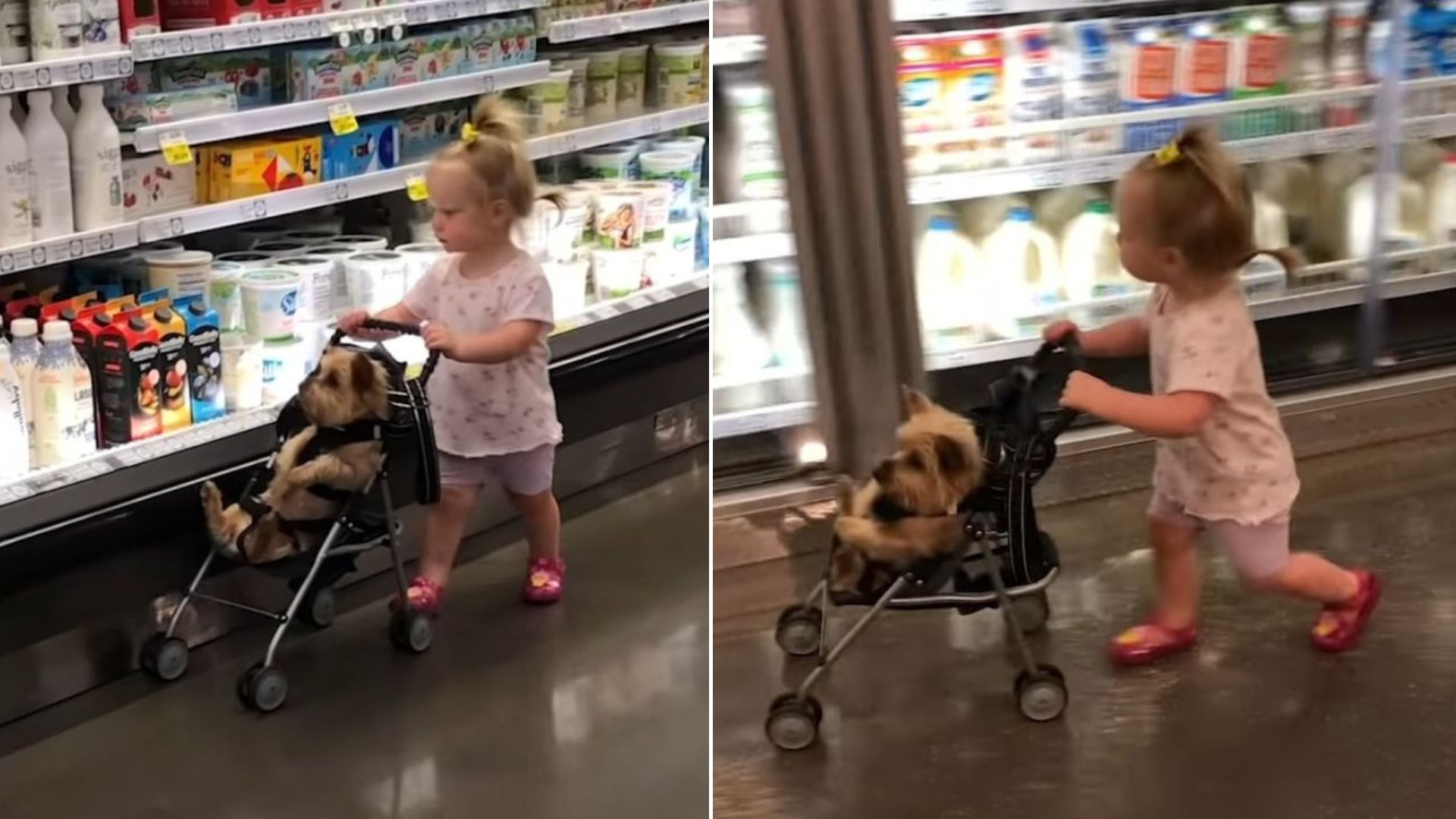 Watch This Adorable Baby Girl Take Her Dog Shopping In A Tiny Stroller