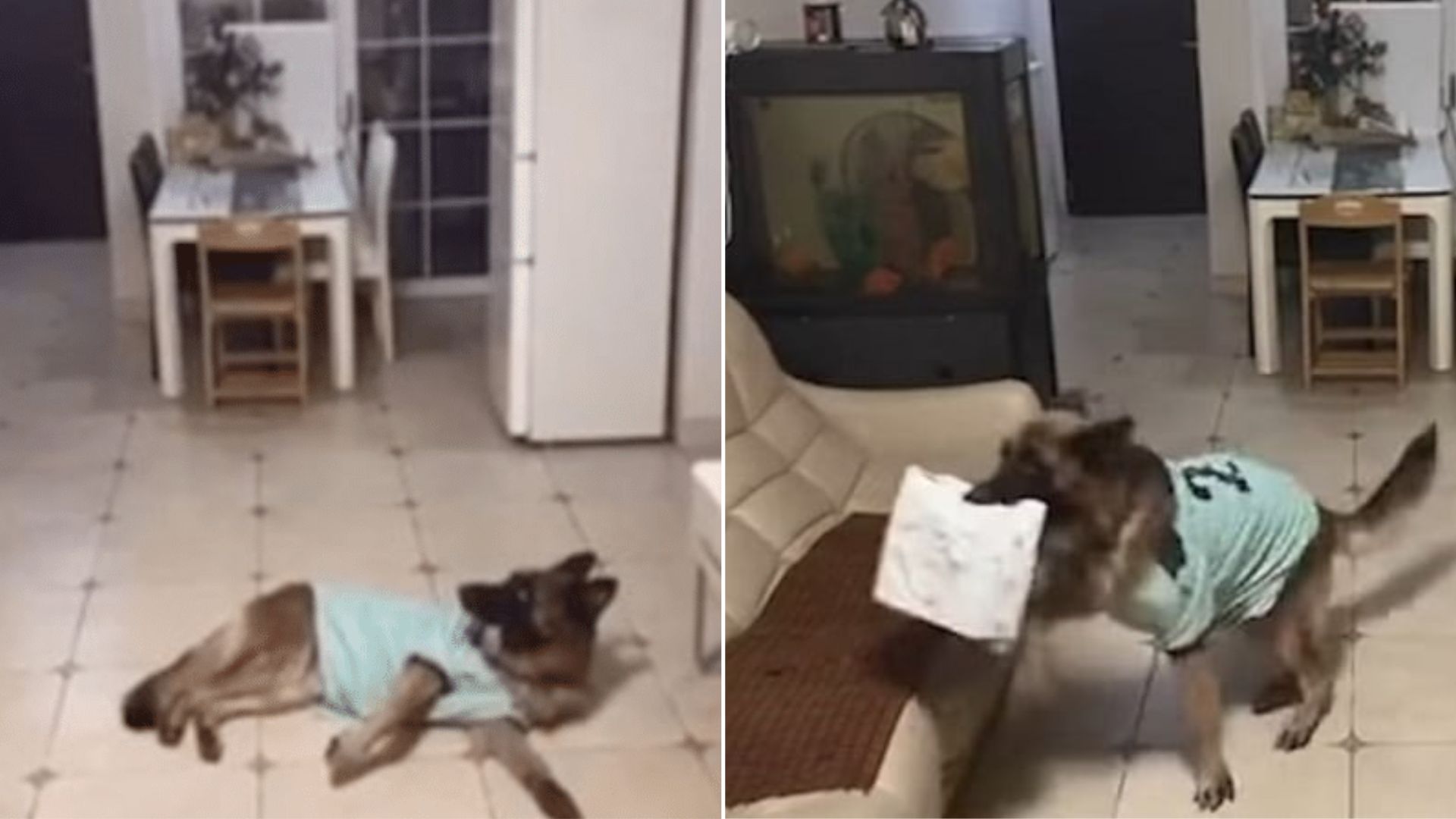 You Must See How This GSD Receives Delivery Packages While Home Alone