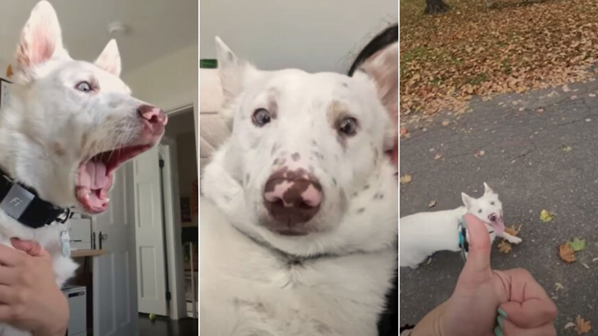 Family Adopts A Deaf Dog From The Ohio Rescue, Then Learns His Unusual Habit