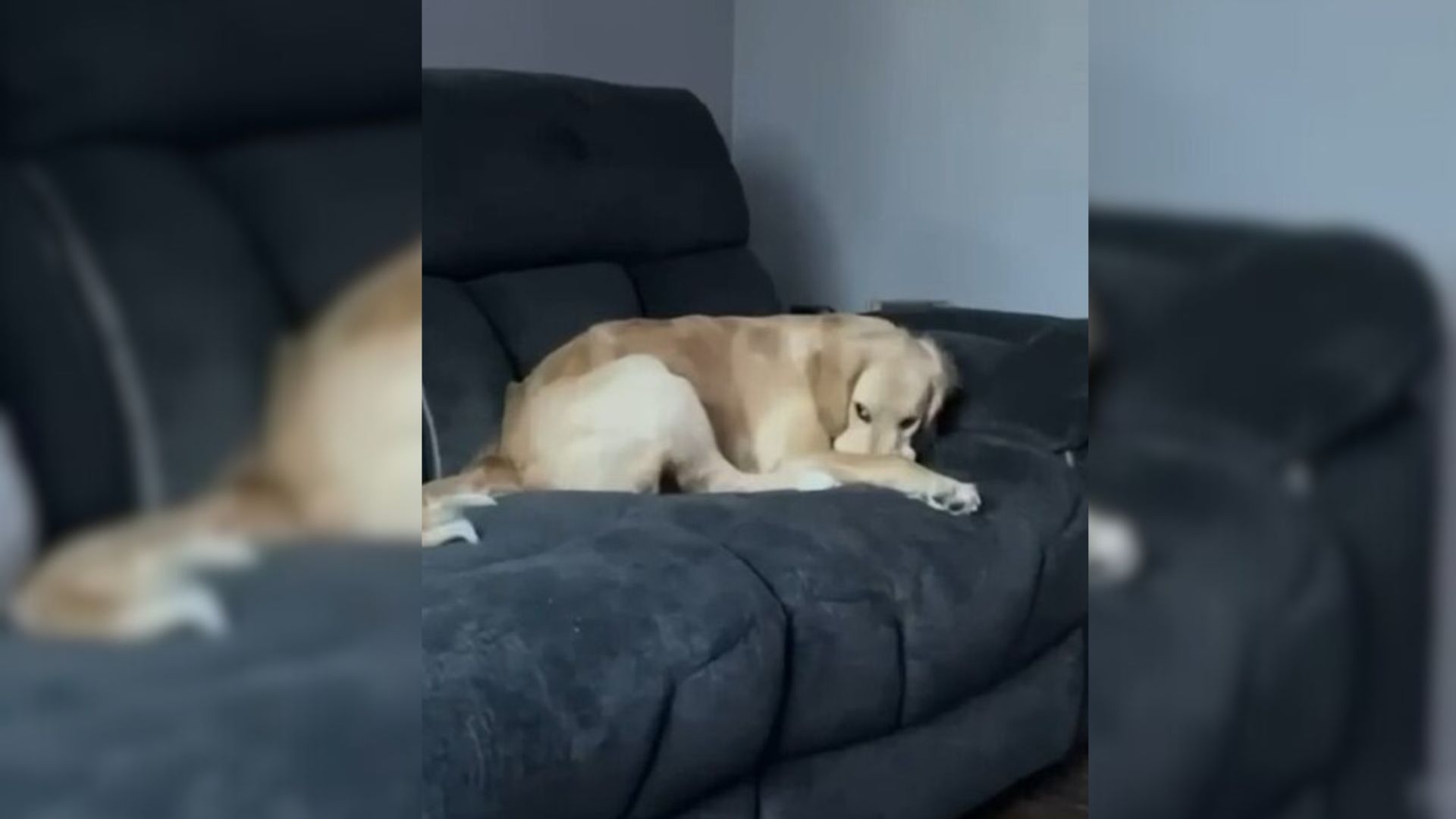 You Will Never Guess What This Golden Retriever With Sneaky Face Is Hiding From His Owner