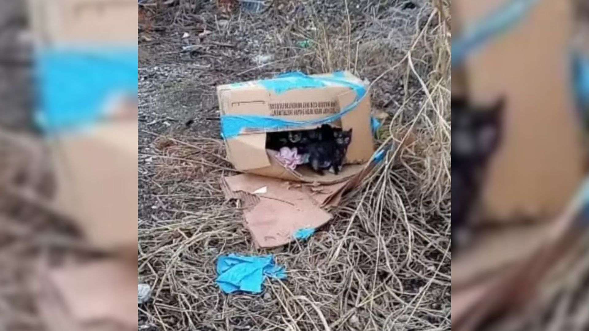 Man Finds A Cardboard Box On Train Tracks, Then Discovers A Shocking Surprise