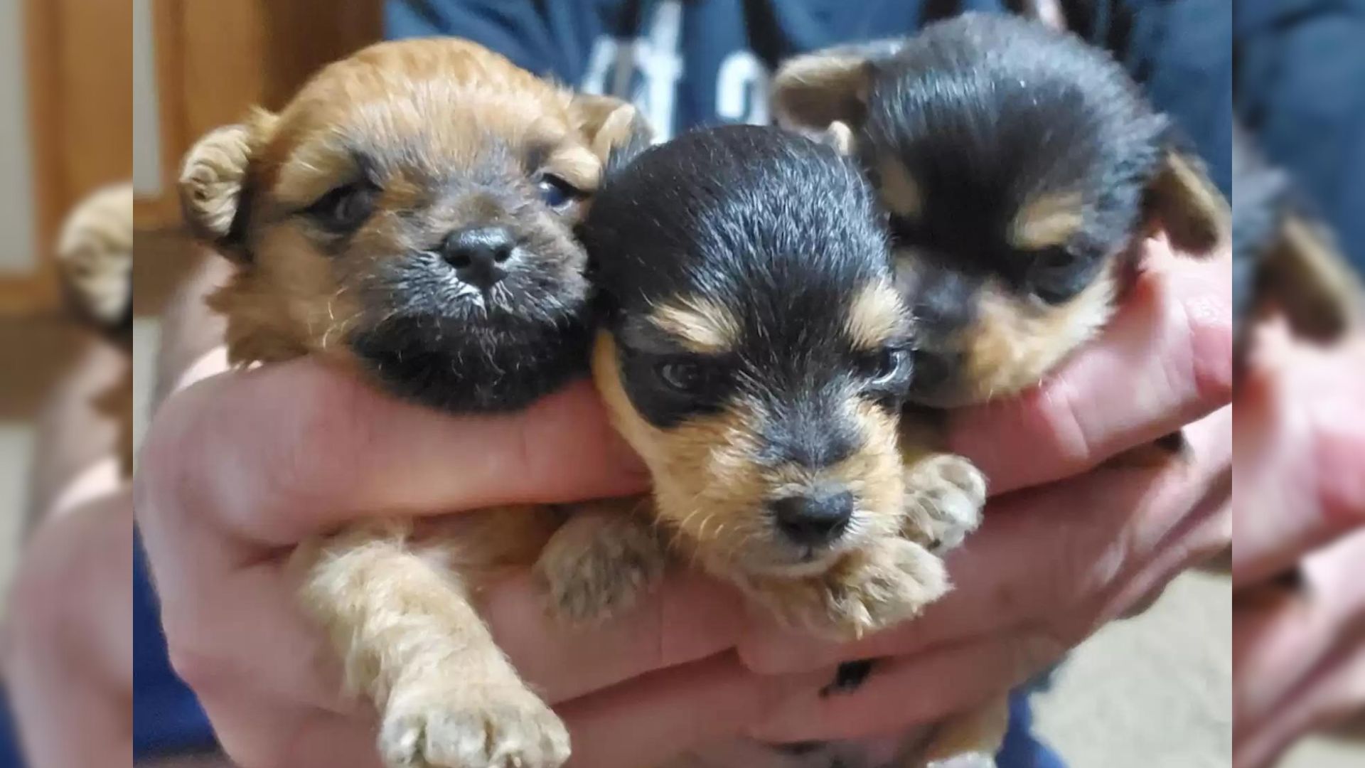 Orphaned Puppies From The Same Litter Grow Into Complete Opposites Of Each Other