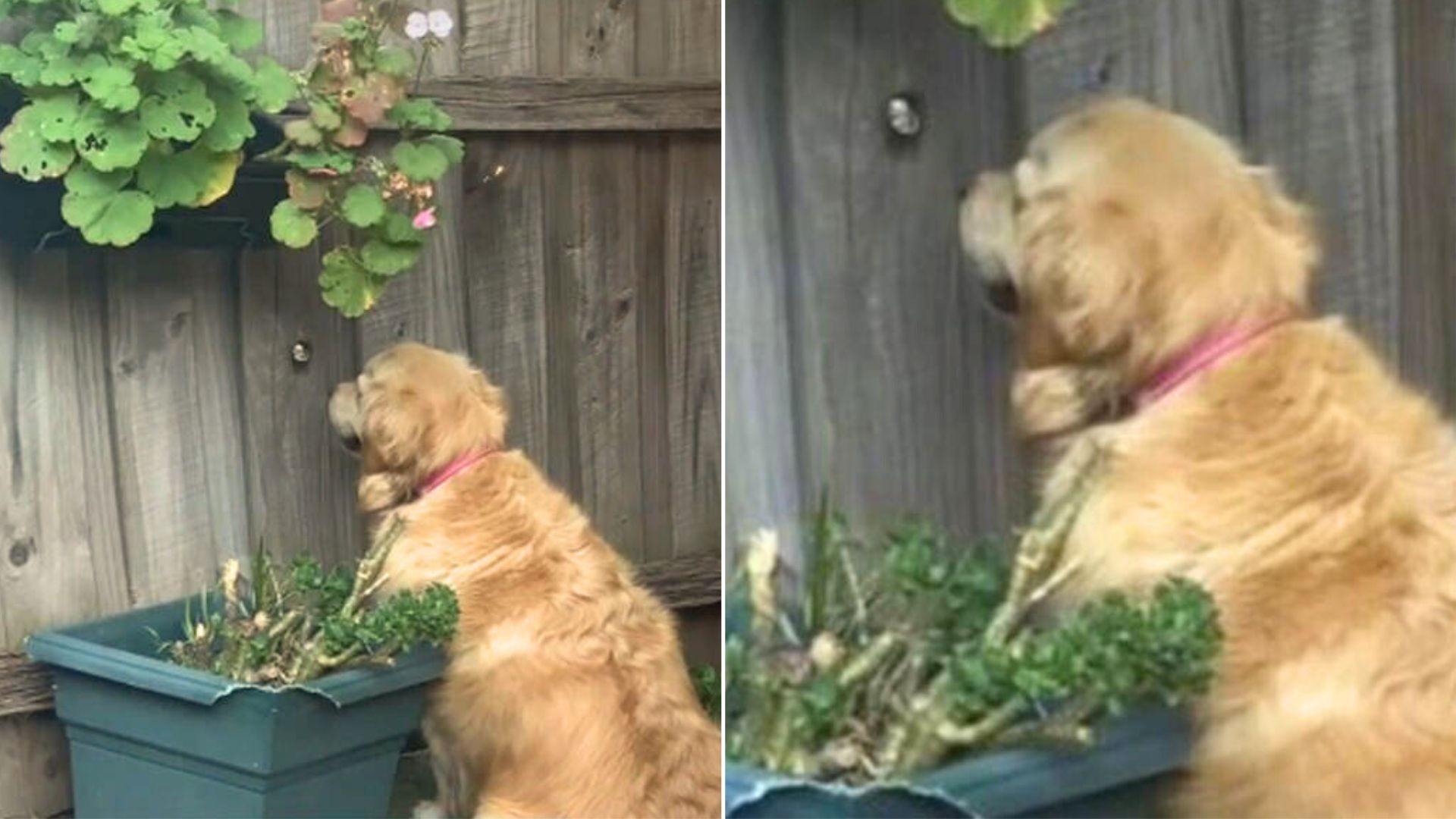 You’d Never Guess Why This Sweet Golden Retriever Girl Was Staring At The Fence