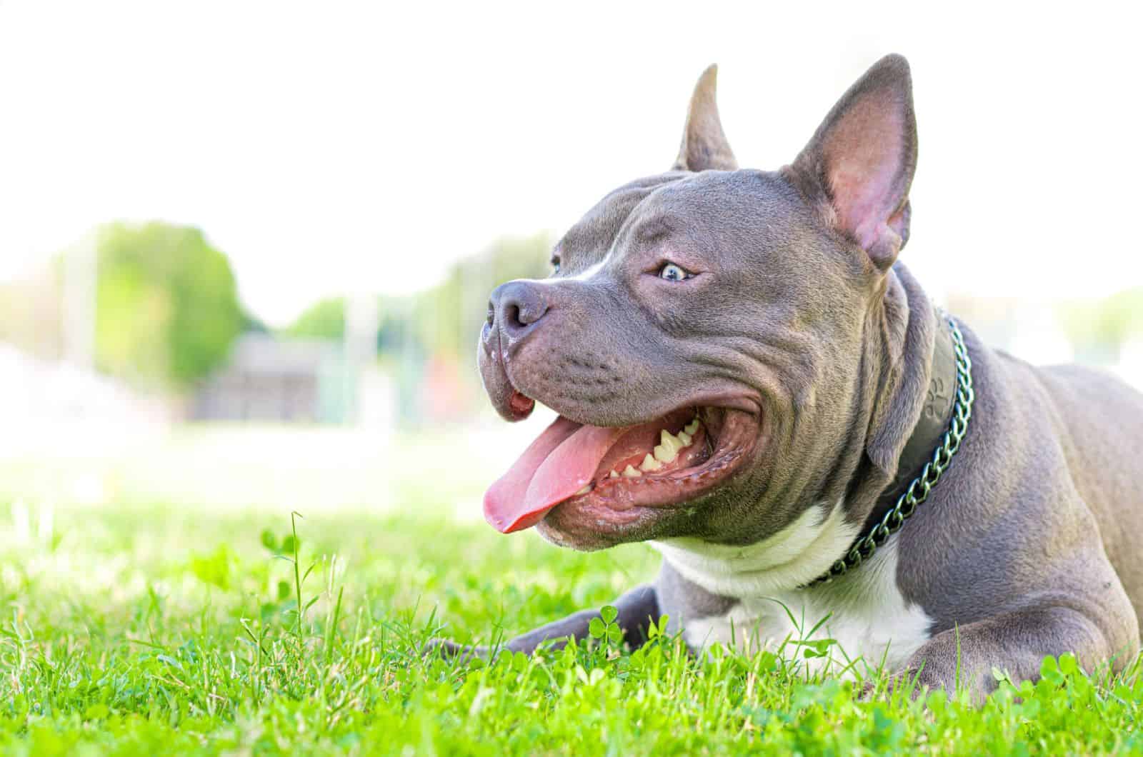 Young American bully dog on grass