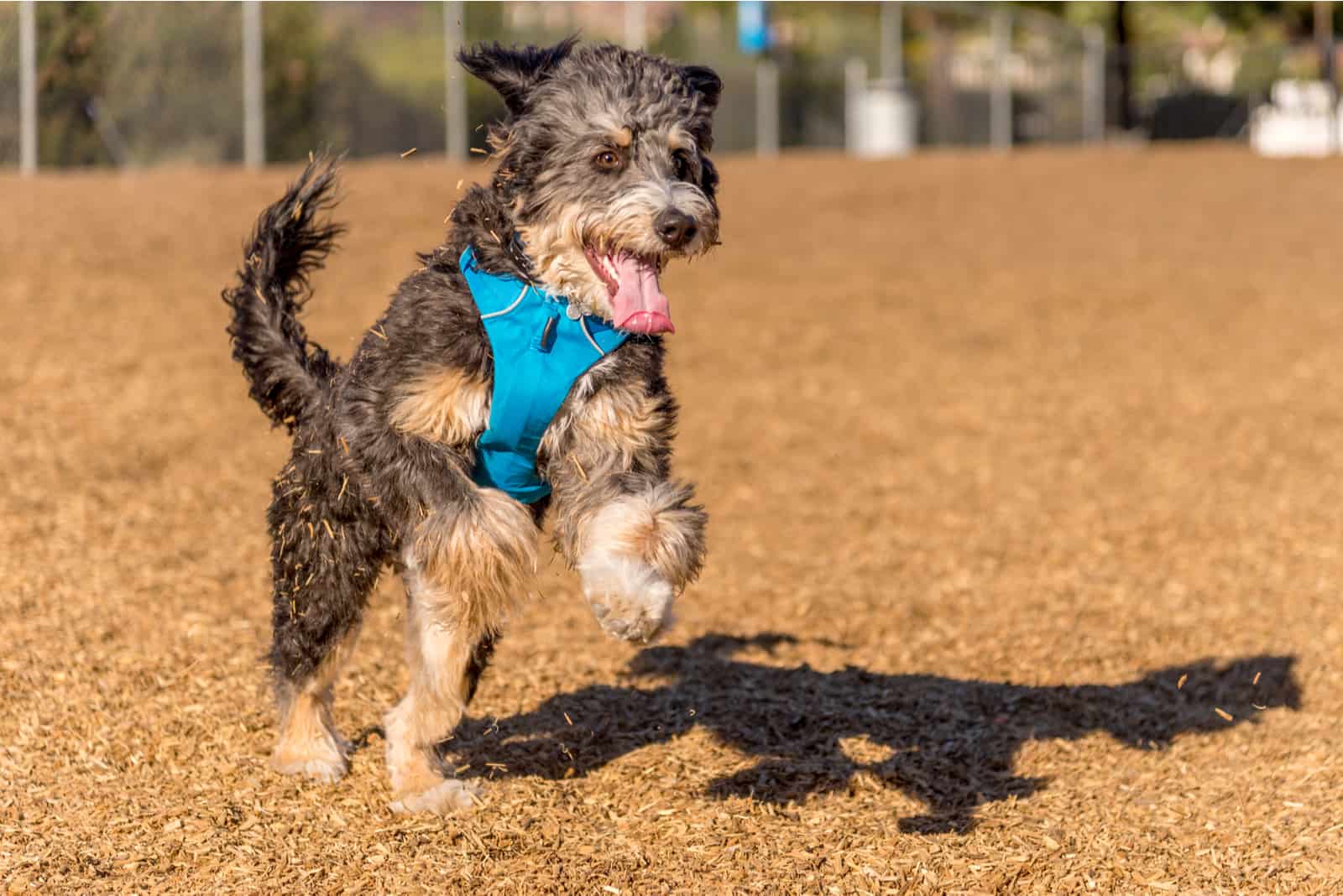 young bernadodle runs through the park