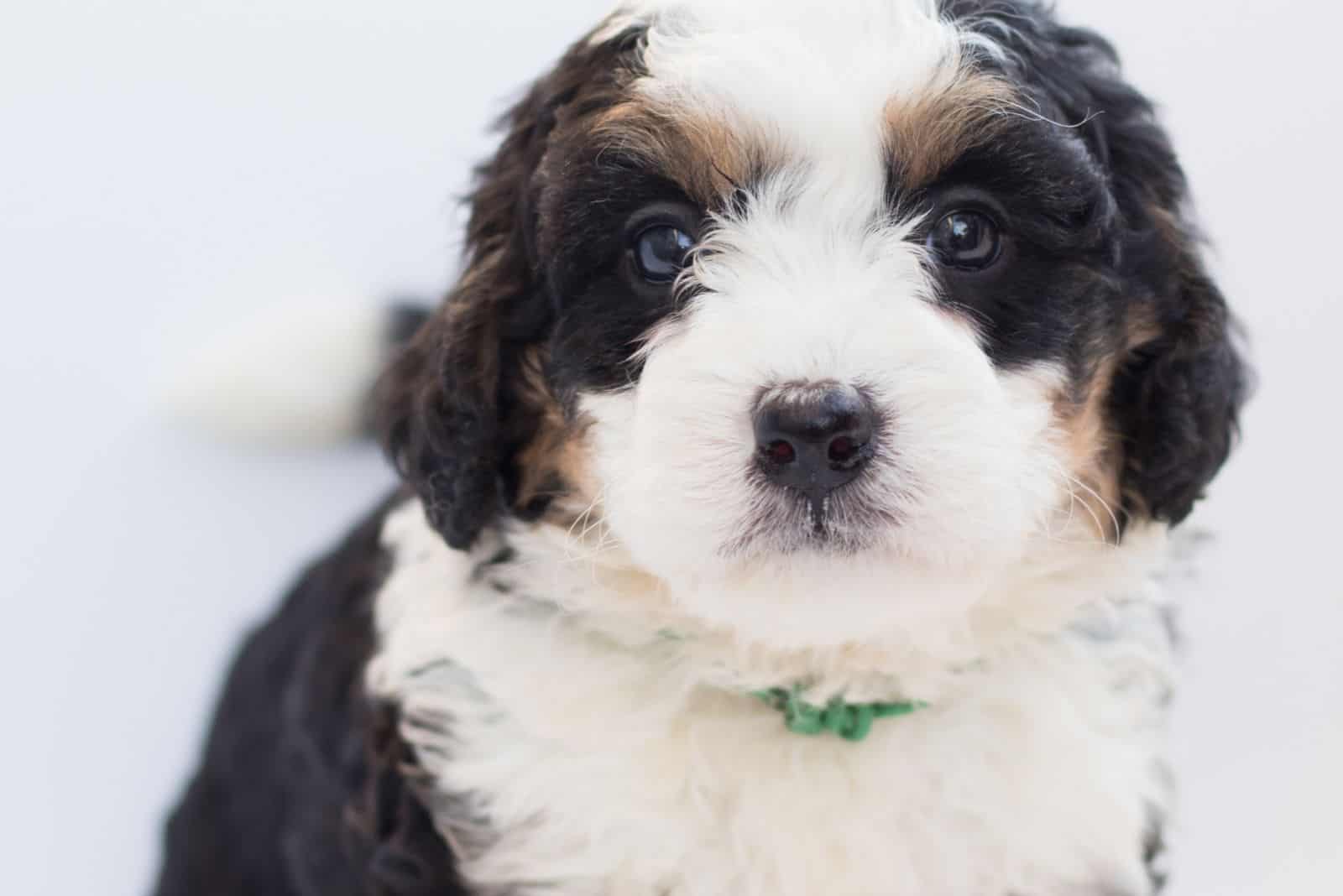 young bernedoodle looking at the camera