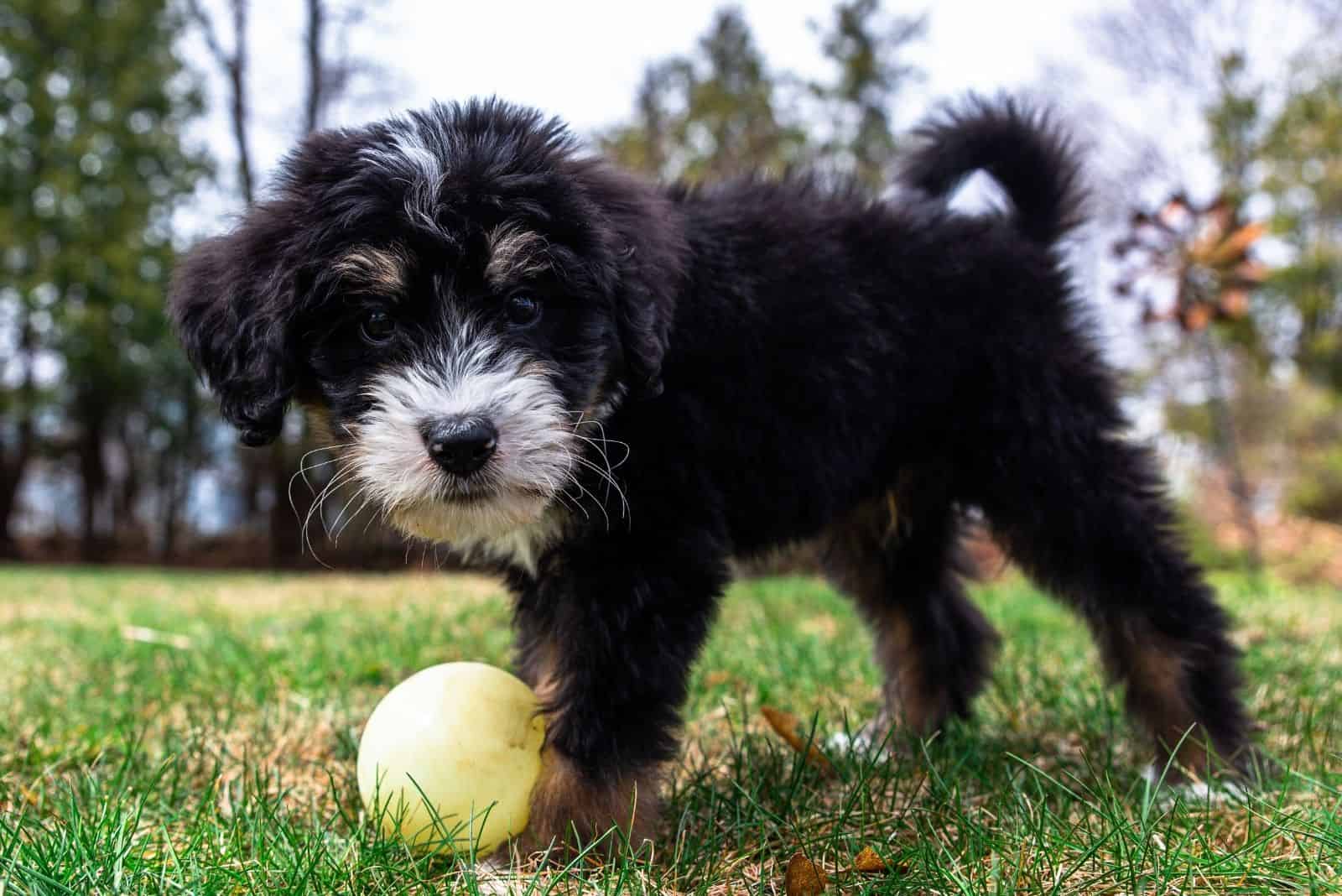 young bernedoodle puppy playing with ball outdoors